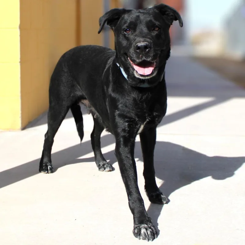 Raven Bird thumbnail 6