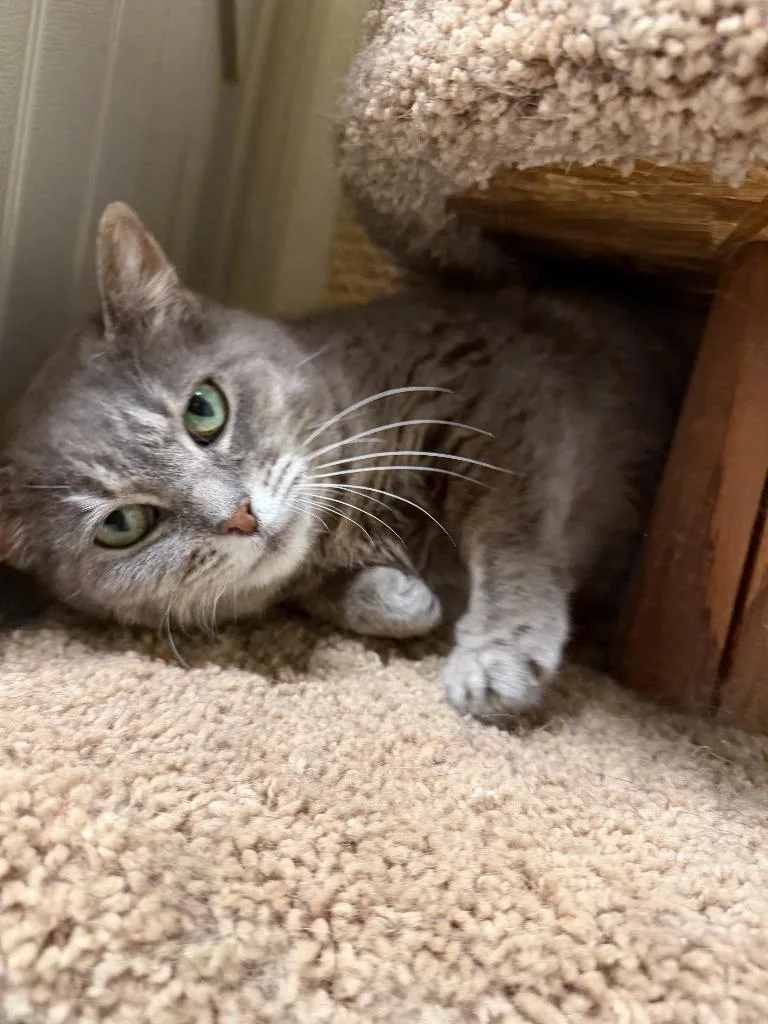 A young medium-sized female Domestic Short Hair cat named Lea for adoption in Sandusky, OH
