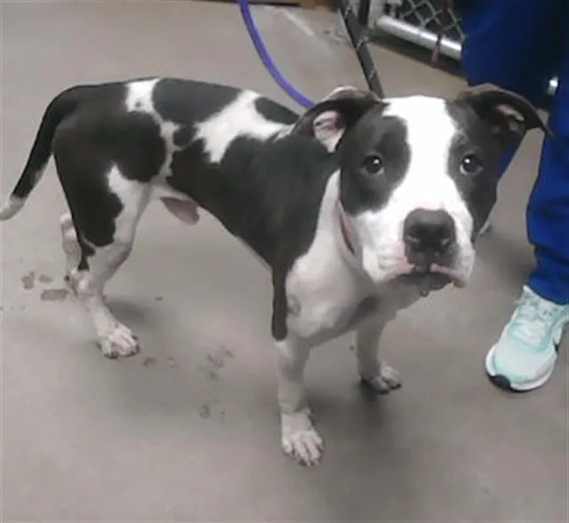 A young large-sized male Pit Bull Terrier dog named Larry for adoption in Phoenix, AZ