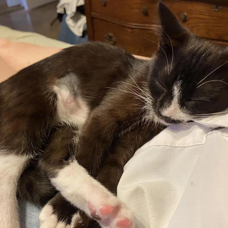 A baby small-sized female Black Domestic Short Hair cat named Angelina Jolie for adoption in Tustin, CA