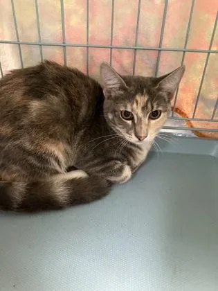 A young small-sized female Domestic Short Hair cat named Bronx for adoption in Gainesville, FL
