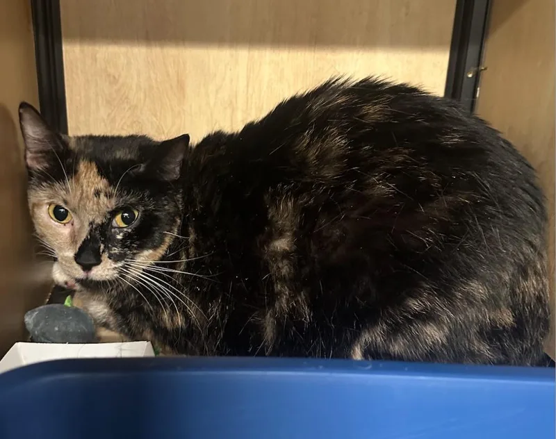 An adult medium-sized female Domestic Short Hair cat named Poppy for adoption in New York, NY