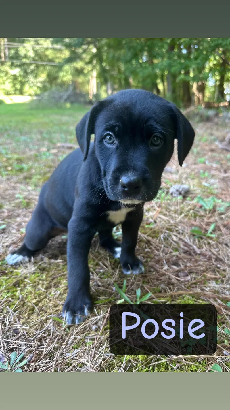 Posie