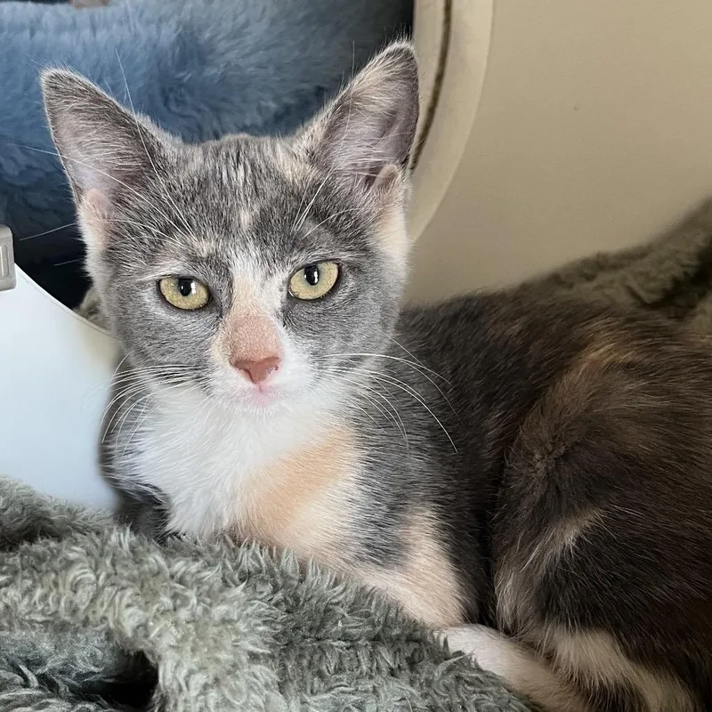 A baby small-sized female Domestic Medium Hair cat named Ruffles for adoption in Kyle, TX