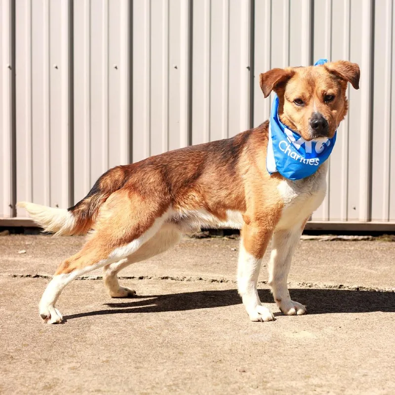An adult medium-sized male Brown / Chocolate Shepherd dog named Walmart Greeter for adoption in East Smithfield , PA
