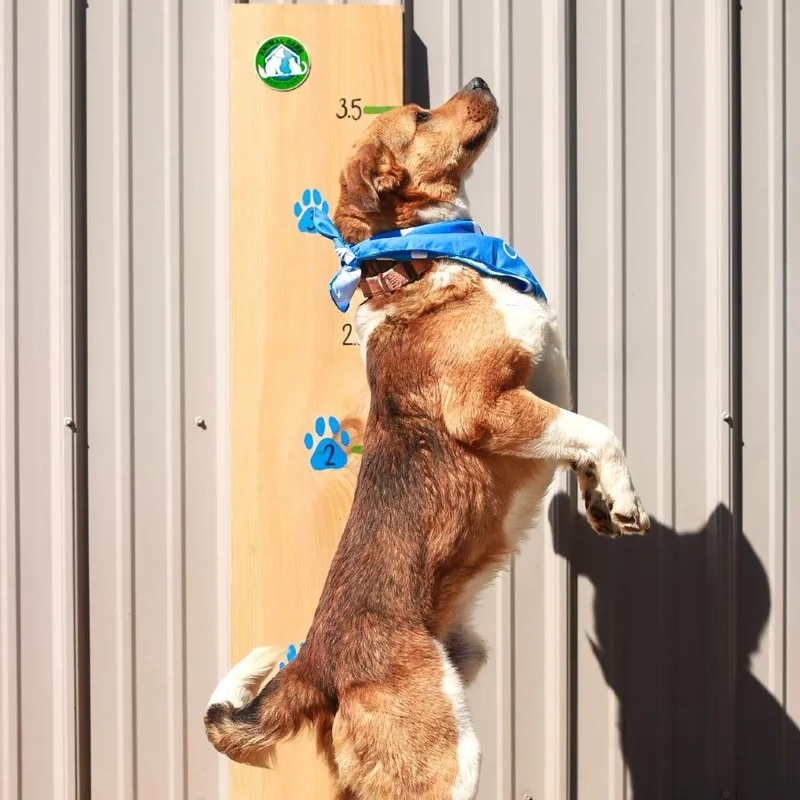 Walmart Greeter thumbnail 4