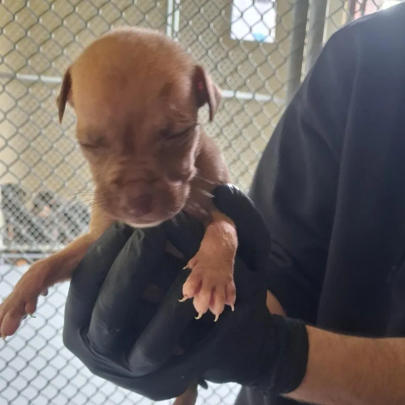 A baby small-sized male Yellow / Tan / Blond / Fawn Mixed Breed dog named Bogey for adoption in Austin, TX