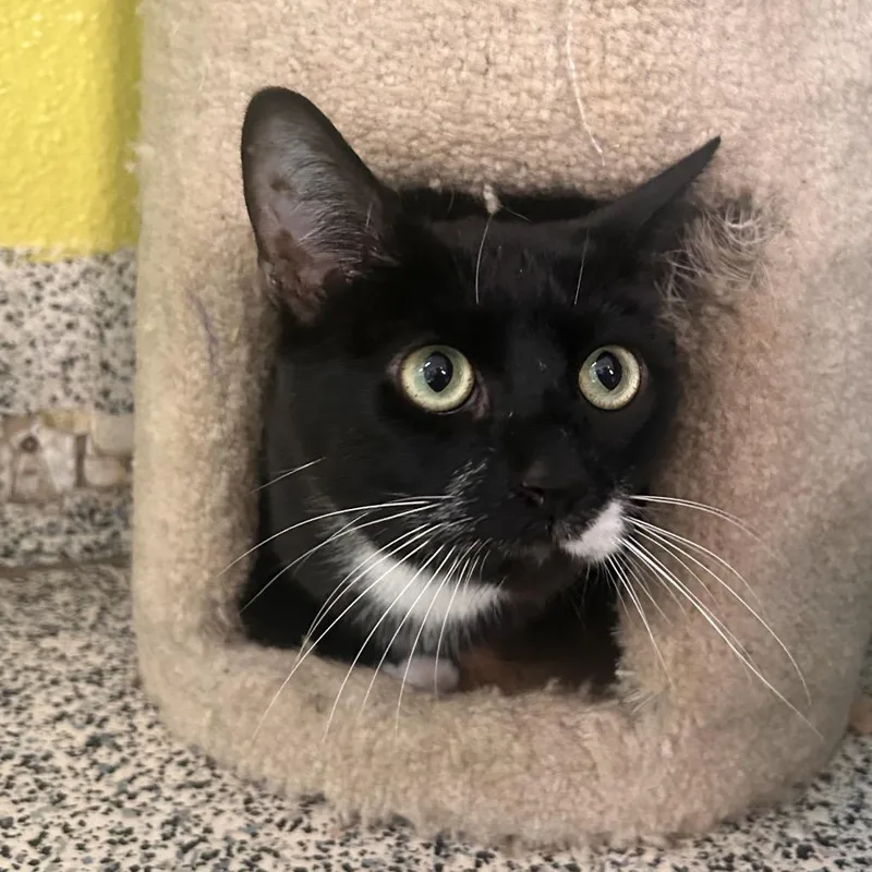 An adult large-sized male Black Domestic Short Hair cat named Pedro for adoption in Fresno, CA