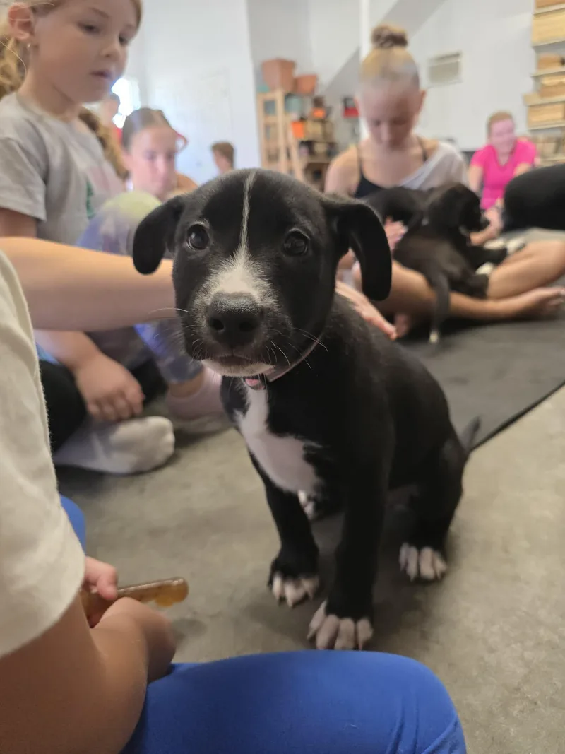 A baby medium-sized female Mixed Breed dog named Shy for adoption in Holbrook, NY