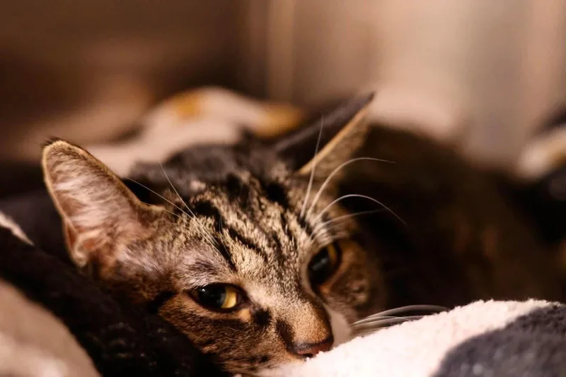 A young medium-sized female Domestic Short Hair cat named Wanda for adoption in Duluth, MN