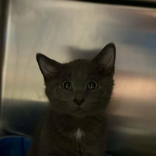 A baby small-sized male Gray / Blue / Silver Domestic Short Hair cat named Rick O'Shea for adoption in Burlington, IA