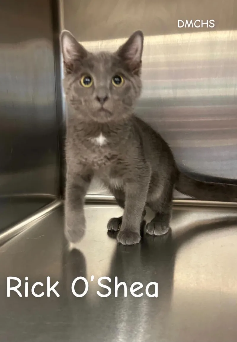 Rick O'Shea thumbnail 2