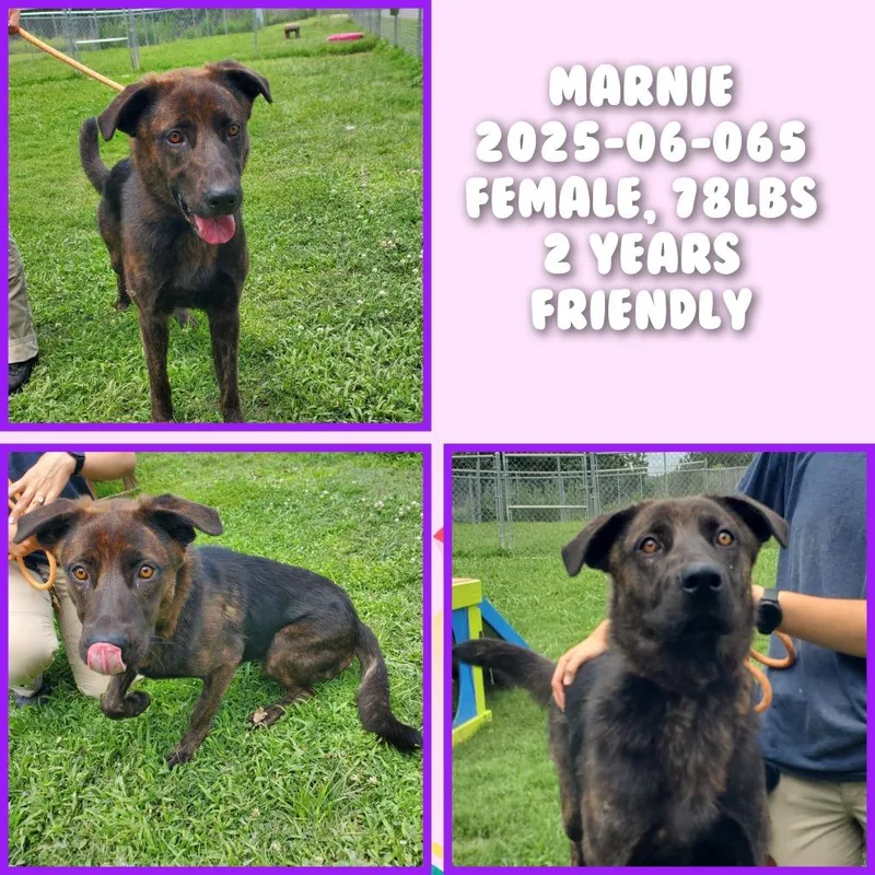 A young medium-sized female Shepherd dog named Marnie for adoption in Winder, GA