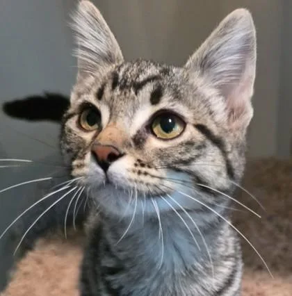 A baby medium-sized female Domestic Short Hair cat named Toonces for adoption in Verona, WI