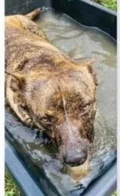 An adult medium-sized female Brindle Mixed Breed dog named Ping for adoption in Denison, TX