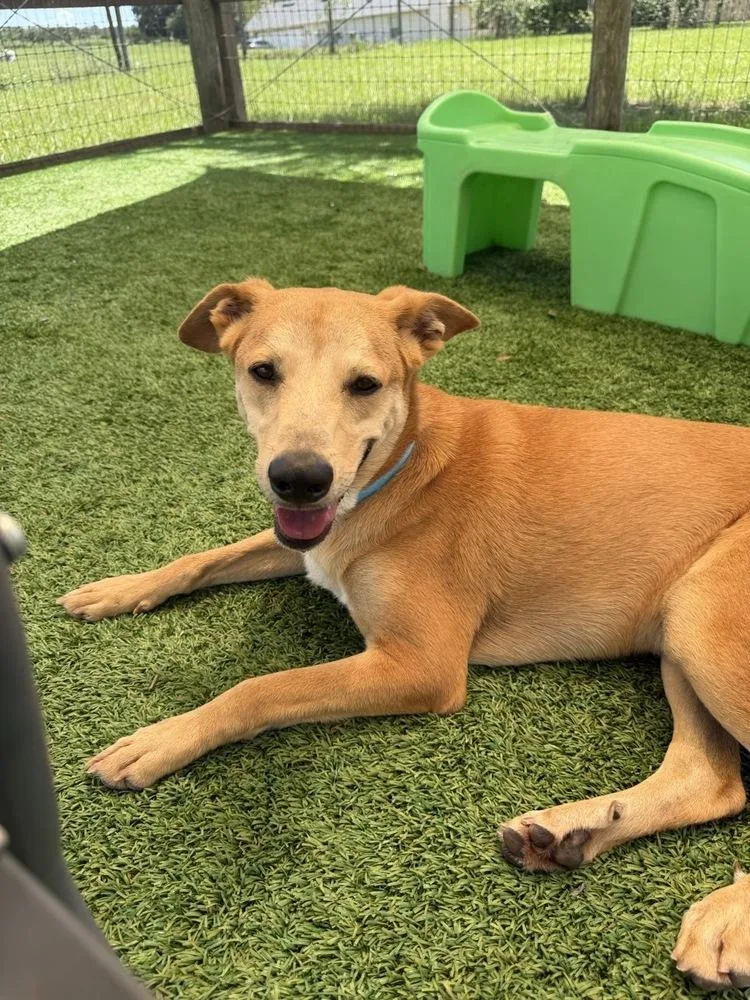 An adult medium-sized male Tricolor (Brown, Black, & White) Mixed Breed dog named Linus for adoption in Winter Garden, FL