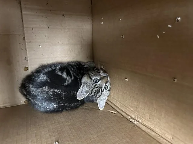 A baby small-sized male Domestic Short Hair cat named Kimchi for adoption in Ontario, CA