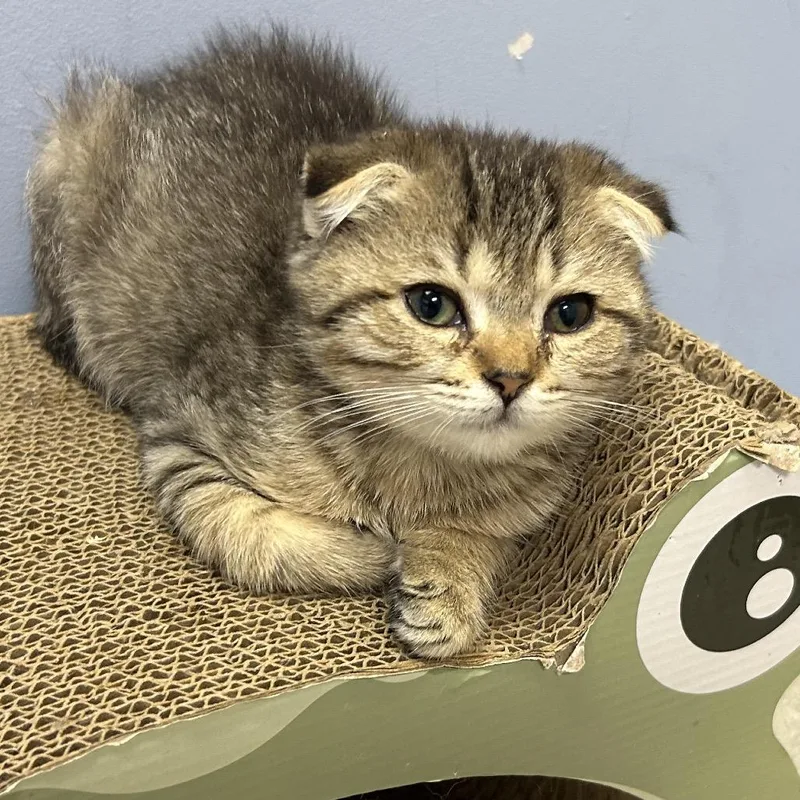 Peanut