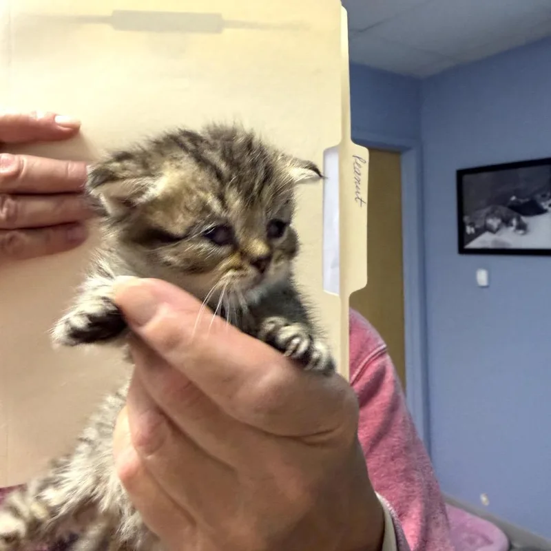 Peanut thumbnail 3