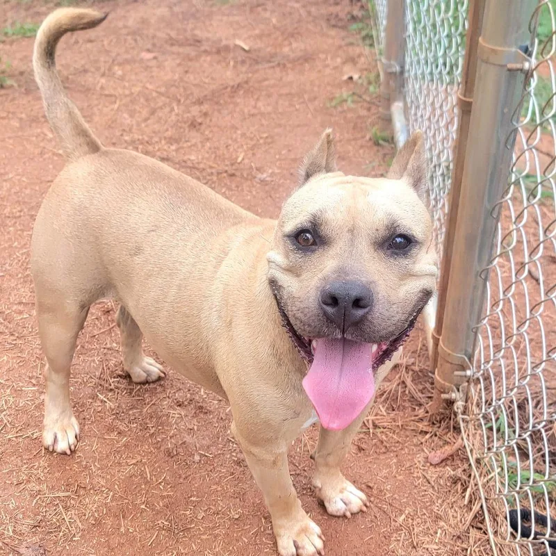 An adult medium-sized female English Bulldog dog named Tinsel for adoption in Valley, AL