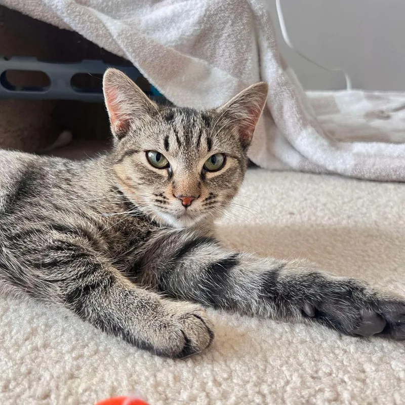 A young small-sized male Brown / Chocolate Domestic Short Hair cat named Ham for adoption in Hedgesville, WV