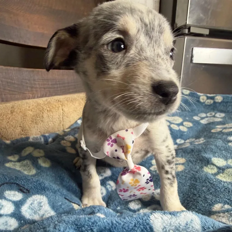 A baby small-sized male Yellow / Tan / Blond / Fawn Rat Terrier dog named Fig for adoption in Aledo, TX