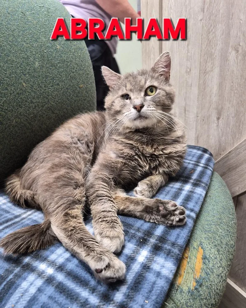 An adult medium-sized male Domestic Short Hair cat named Abraham for adoption in Rome, GA