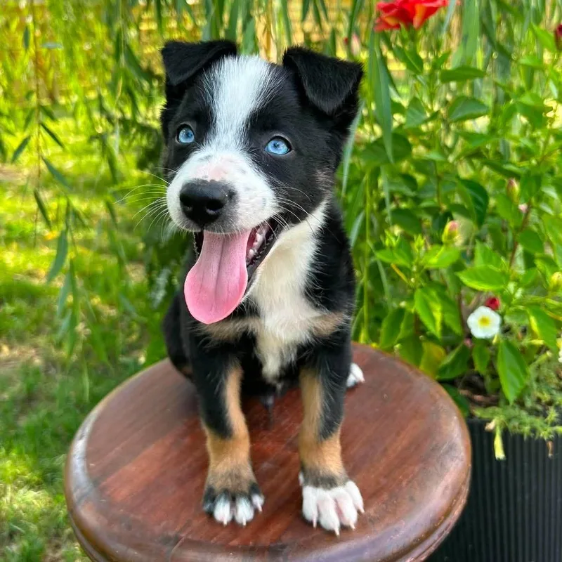 A baby small-sized male Black Border Collie dog named Latte for adoption in Jackson, MO
