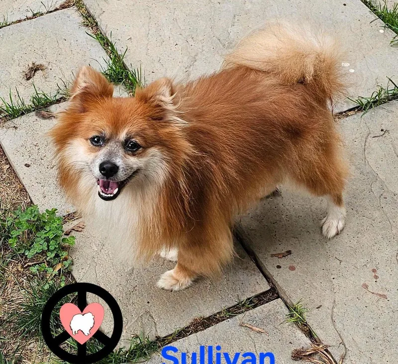 A young medium-sized male Pomeranian dog named Sullivan for adoption in Lebanon, PA