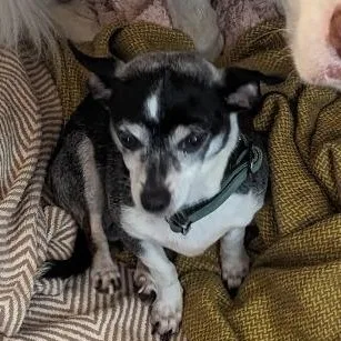 A senior small-sized male Chihuahua dog named Jayjay for adoption in Severn, MD
