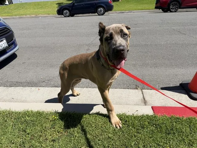 A young medium-sized male Cane Corso dog named Scooby Doo for adoption in Ontario, CA