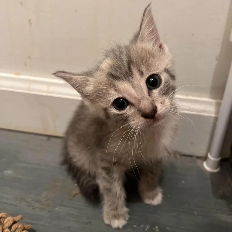 A baby small-sized female Domestic Short Hair cat named Shalah for adoption in Odenville, AL