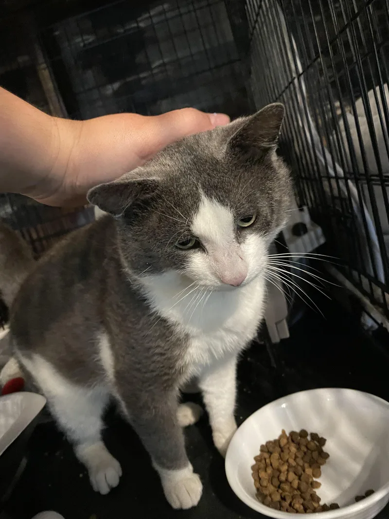 A young large-sized male Gray & White Domestic Short Hair cat named Charlie for adoption in Kent, OH