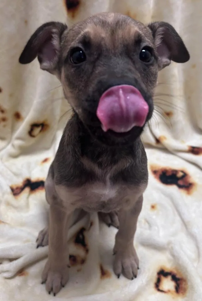 A baby medium-sized male Mixed Breed dog named Quill for adoption in Madison, GA