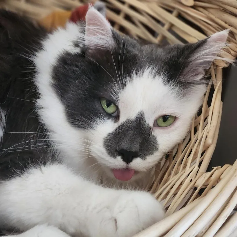 A senior small-sized male Gray / Blue / Silver Domestic Medium Hair cat named Slippers  Home To for adoption in South Elgin, IL
