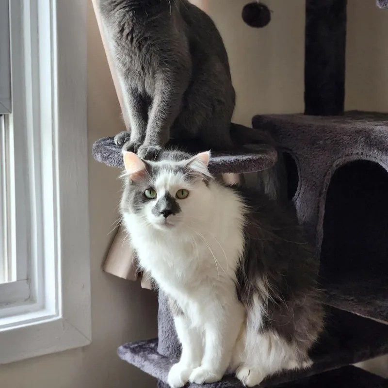 Slippers  Home To thumbnail 2