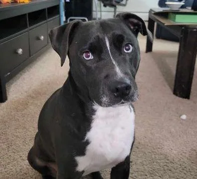An adult medium-sized female Pit Bull Terrier dog named Anne for adoption in Brooklyn Center, MN