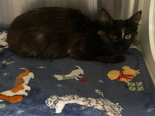 An adult medium-sized female Domestic Short Hair cat named Lindy for adoption in Tustin, CA