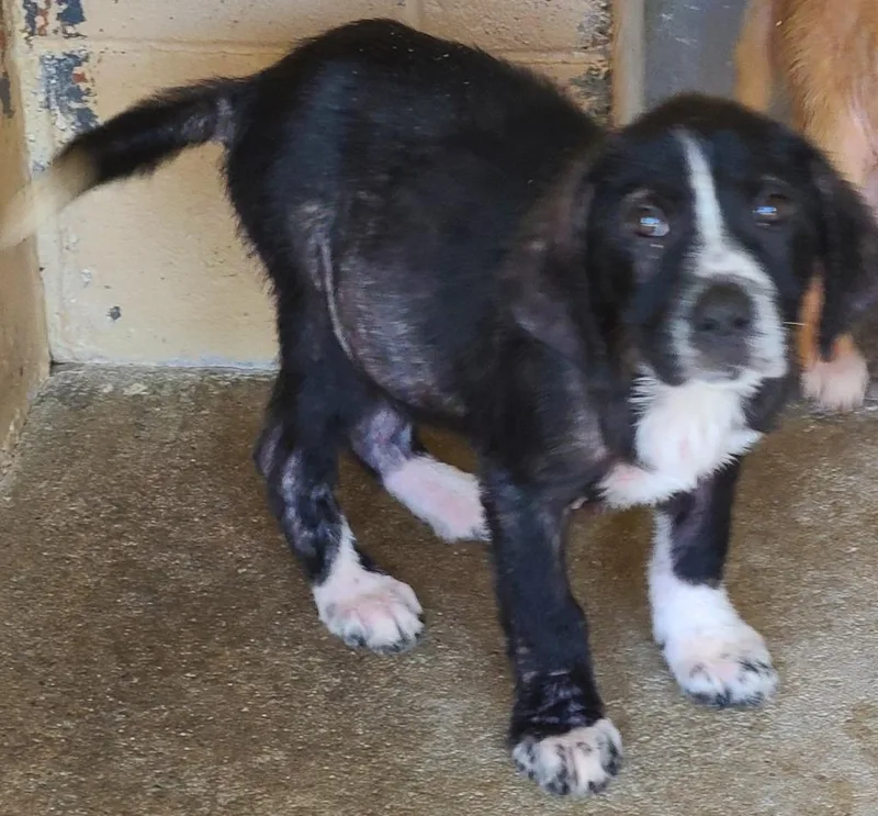 A baby medium-sized male Labrador Retriever dog named Zeke for adoption in Swainsboro, GA