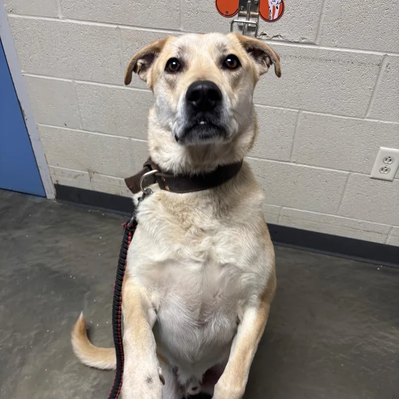 An adult large-sized male Brown / Chocolate Mixed Breed dog named Butterscotch for adoption in DeKalb, IL