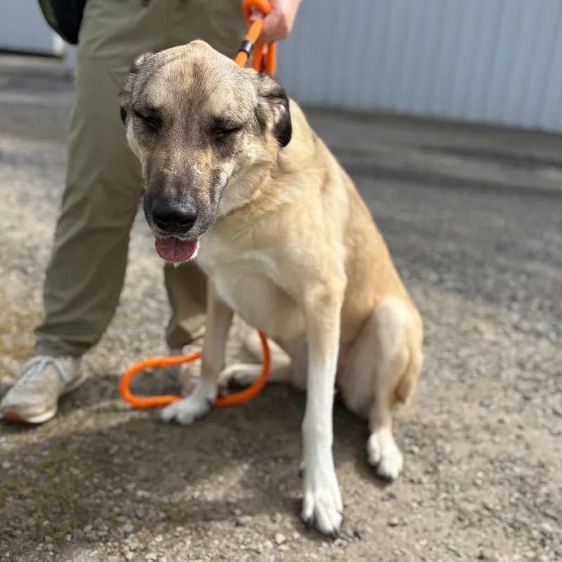 An adult large-sized female Yellow / Tan / Blond / Fawn Anatolian Shepherd dog named Denali for adoption in Spokane, WA