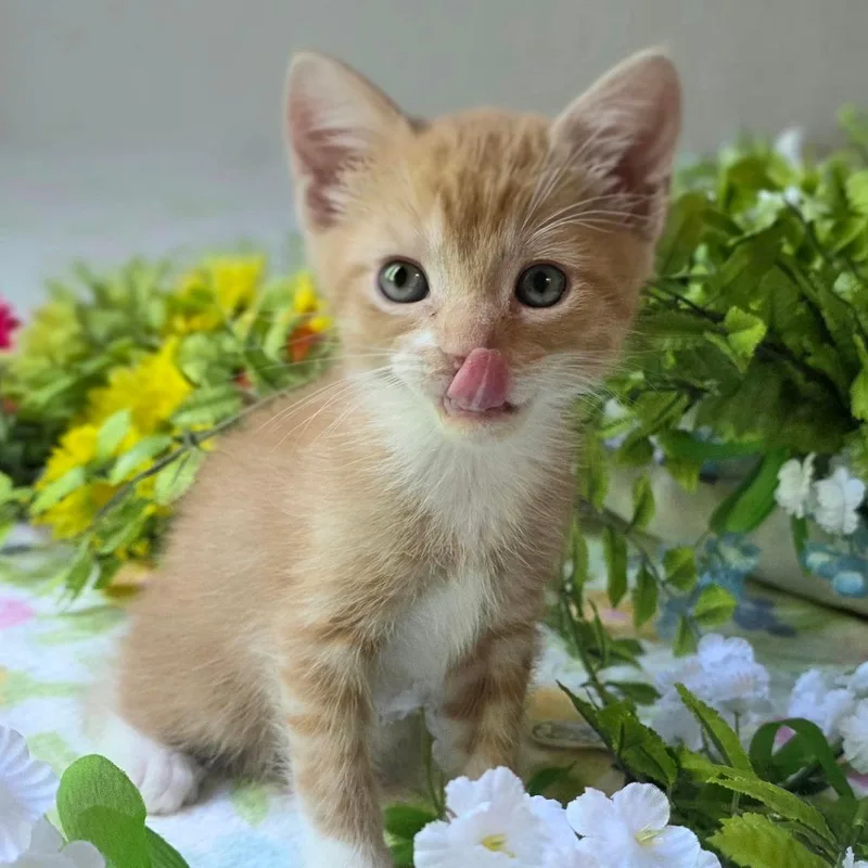 A baby small-sized male Domestic Short Hair cat named Georgie for adoption in Cumming, GA
