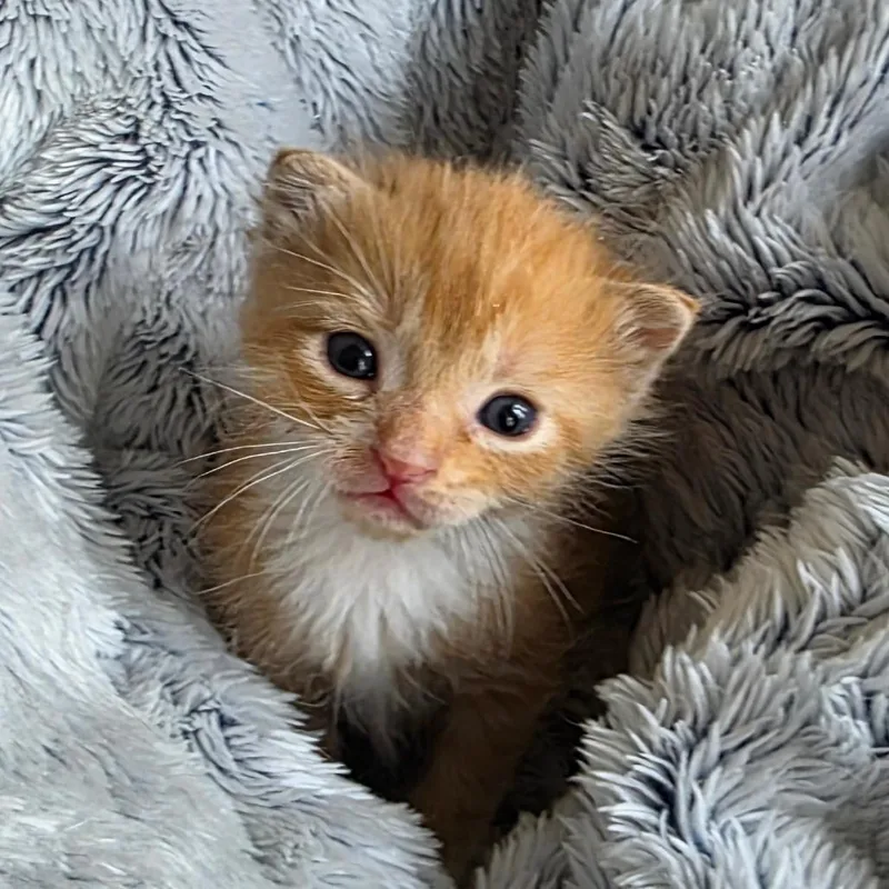 Georgie thumbnail 2