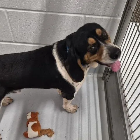An adult medium-sized male Beagle dog named Beau for adoption in Carneys Point, NJ