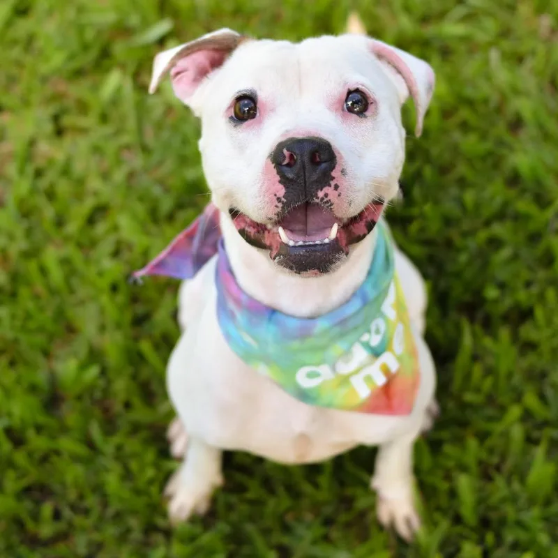 An adult medium-sized female White / Cream Mixed Breed dog named Chiclet for adoption in Kailua Kona, HI