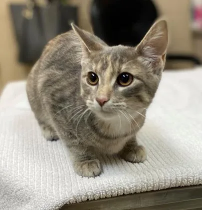 An adult small-sized female Domestic Short Hair cat named Coral for adoption in Fishers, IN