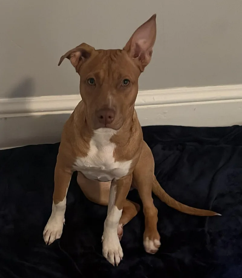 A baby medium-sized female Brown / Chocolate Hound dog named Ariel for adoption in Southampton, PA