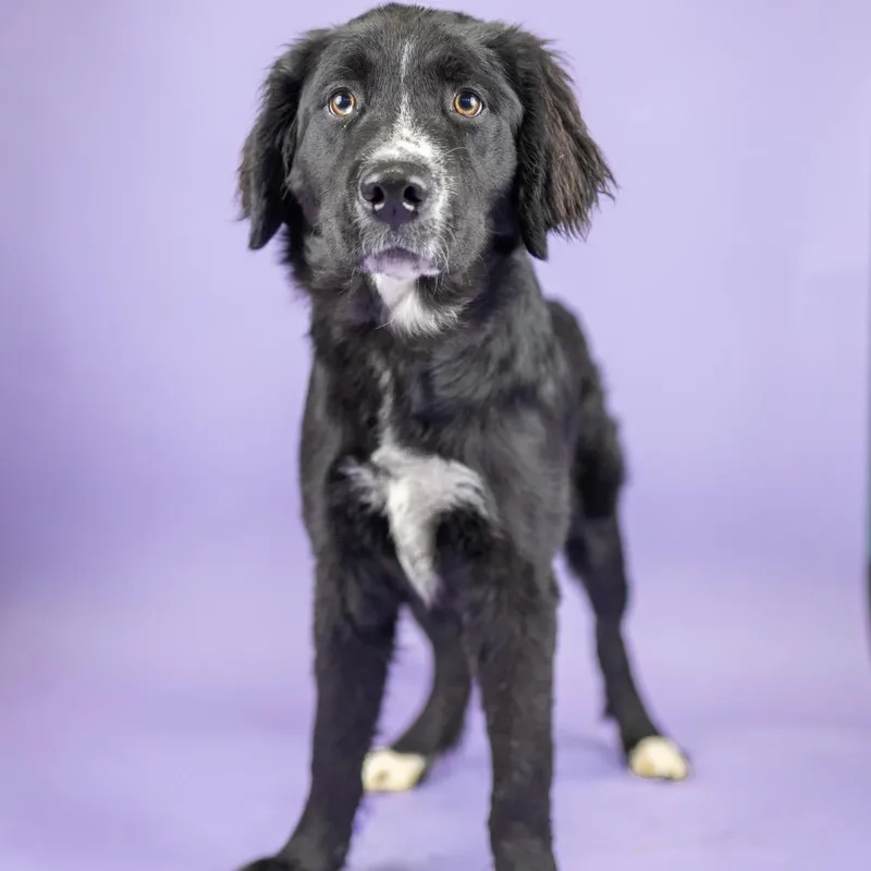 A young large-sized male Black Retriever dog named Swiss for adoption in Portland, OR