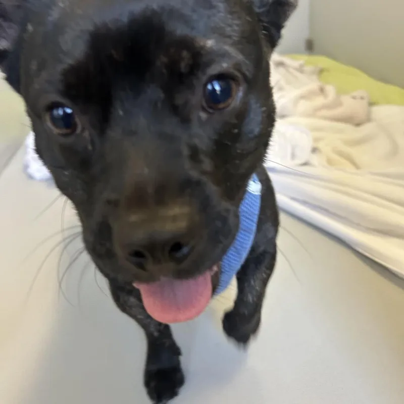 A young medium-sized male Brown / Chocolate Mixed Breed dog named Jason for adoption in Palm Springs, CA