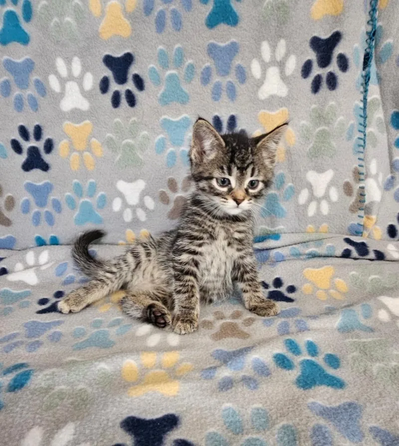 A baby small-sized male Domestic Short Hair cat named Cookieloaf for adoption in Wabash, IN